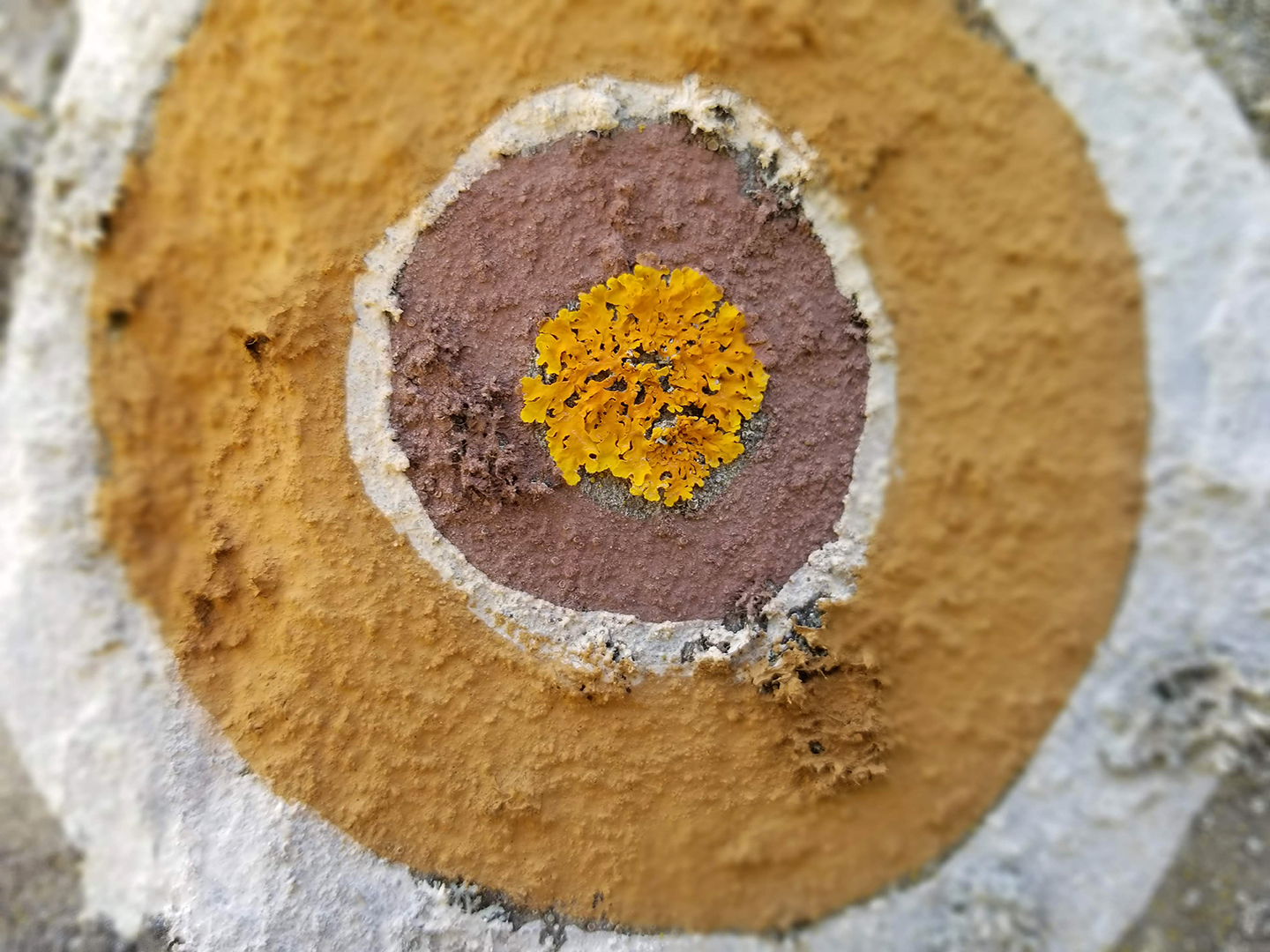 Iron-rich pigments in the form of yellows, oranges, browns, and reds provide minerals required by lichen species.
