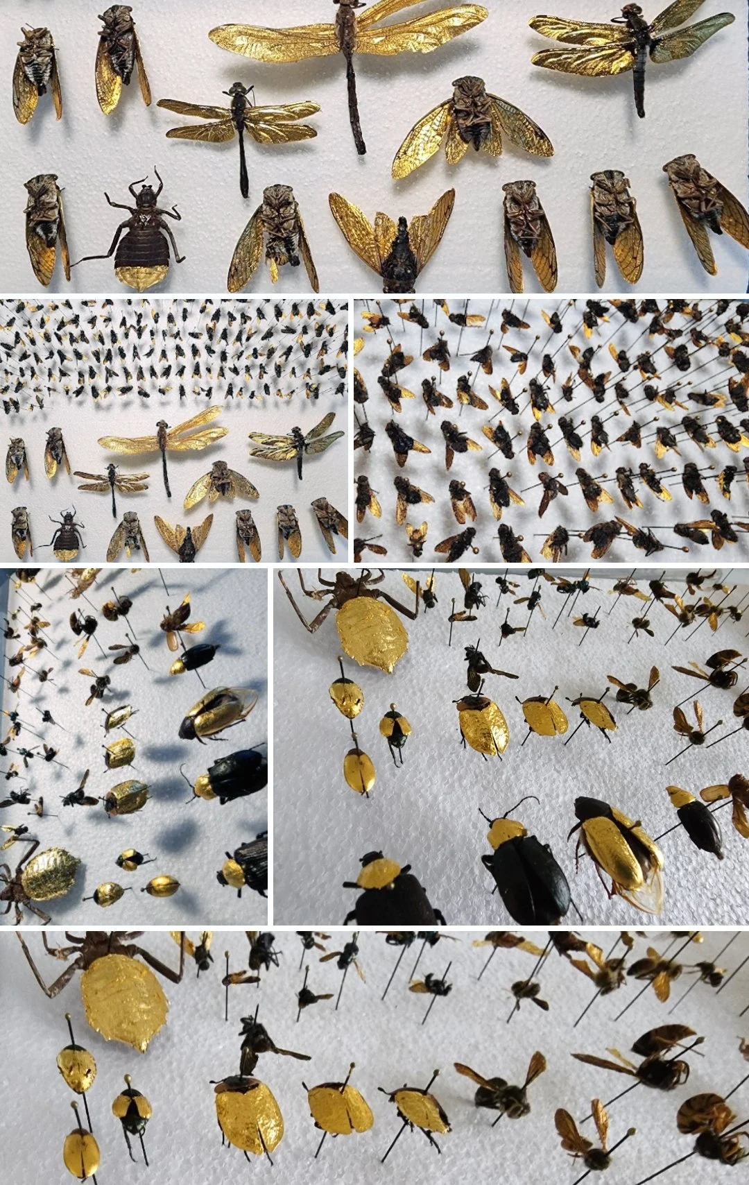 Prepared specimens prior to installation. Reclaimed insect bodies, 24 carat gold leaf, entomology pins.  