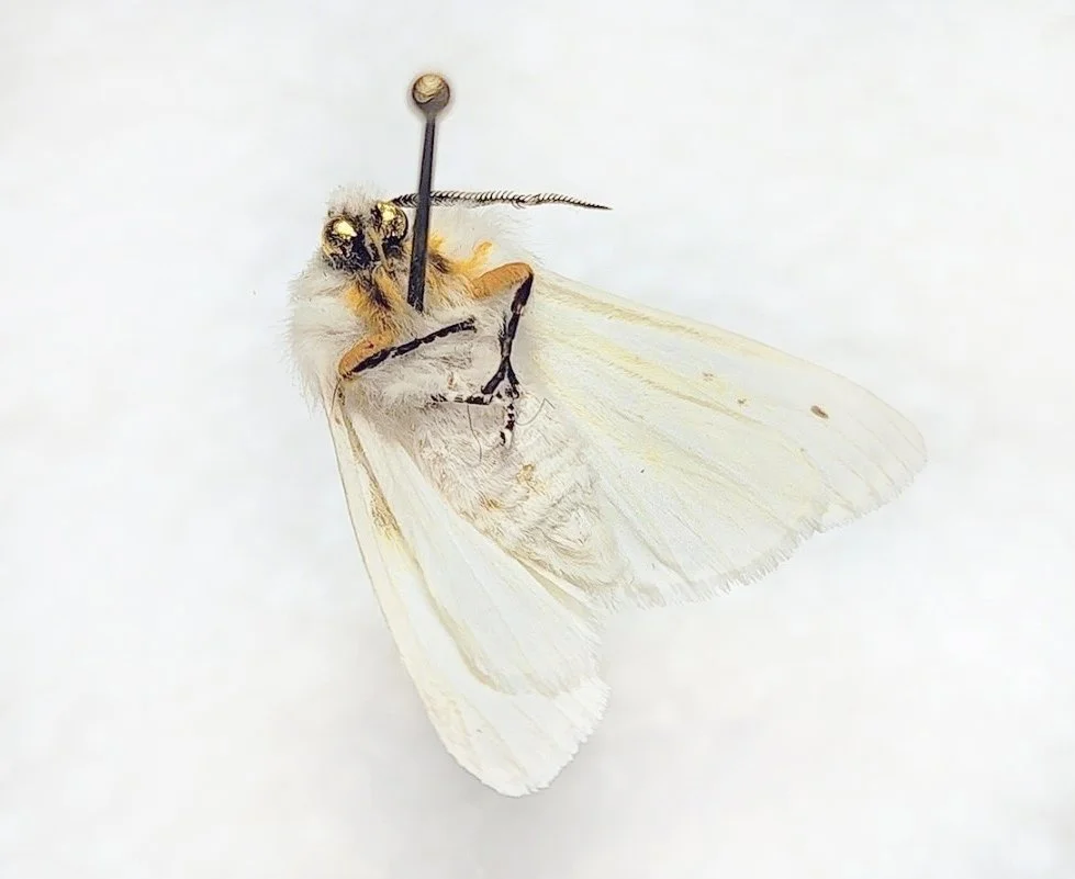 moth.jpg