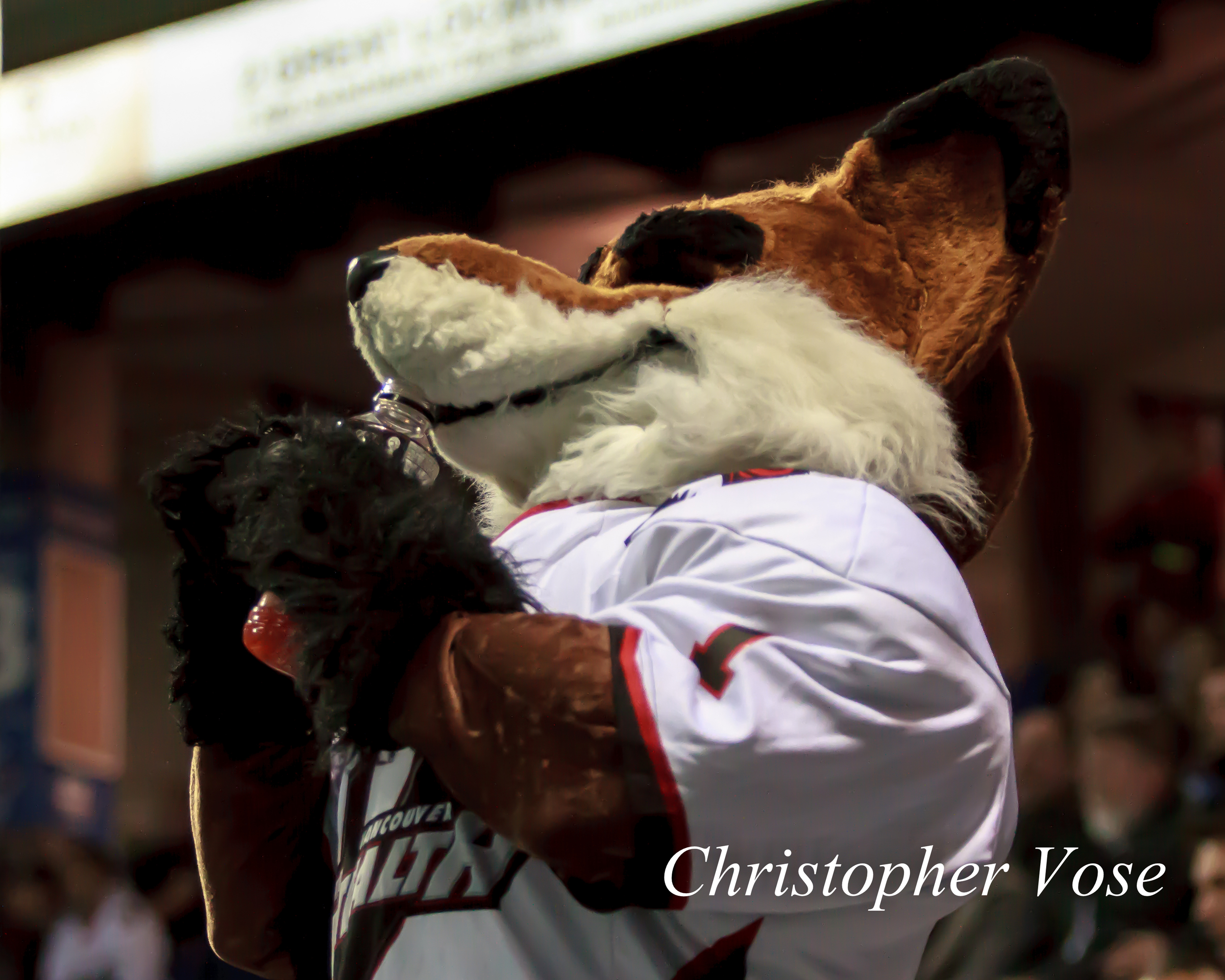 2014-03-21 Bomber the Fox.jpg