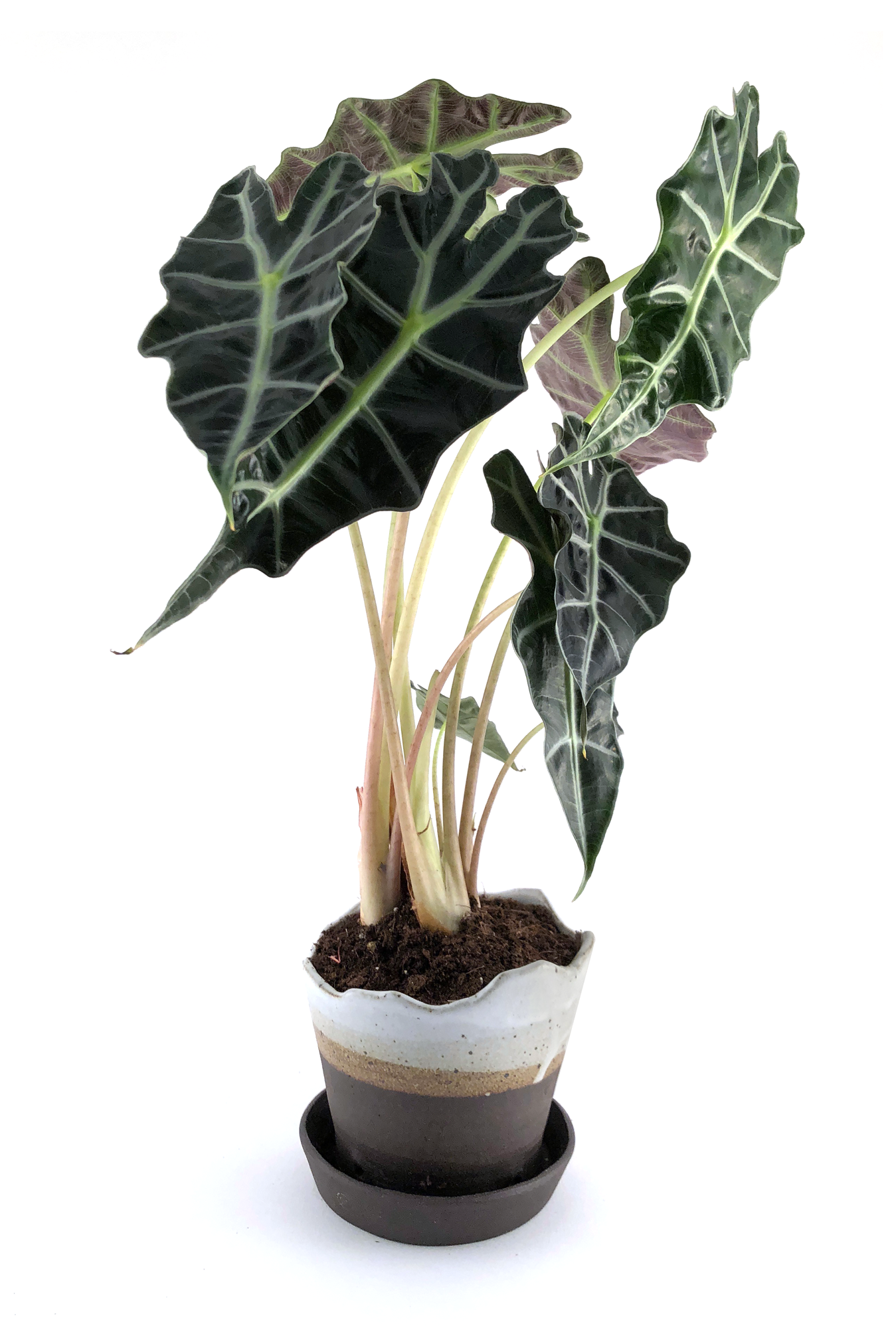 Planter-02.2.png