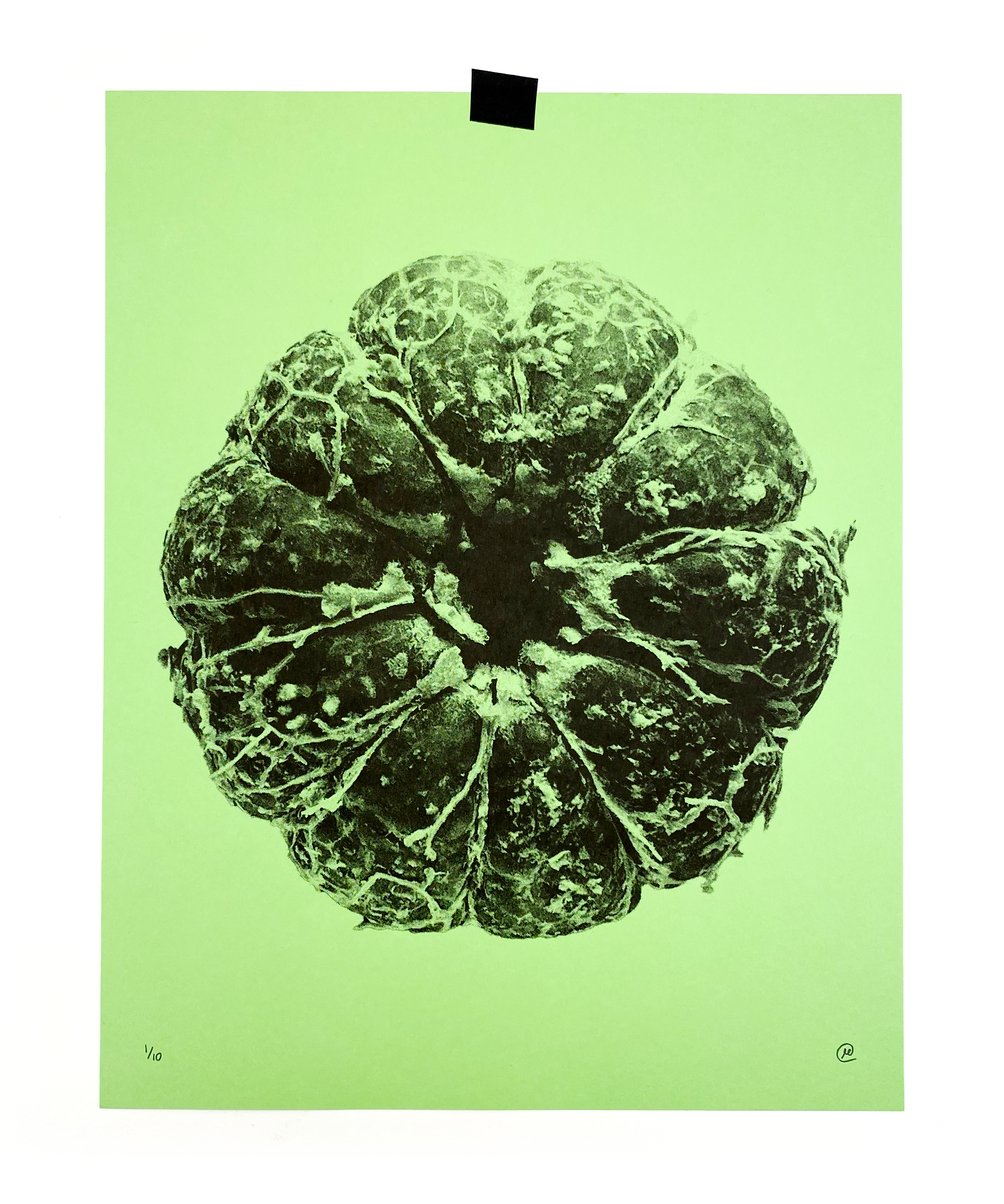 Ripe-02.png