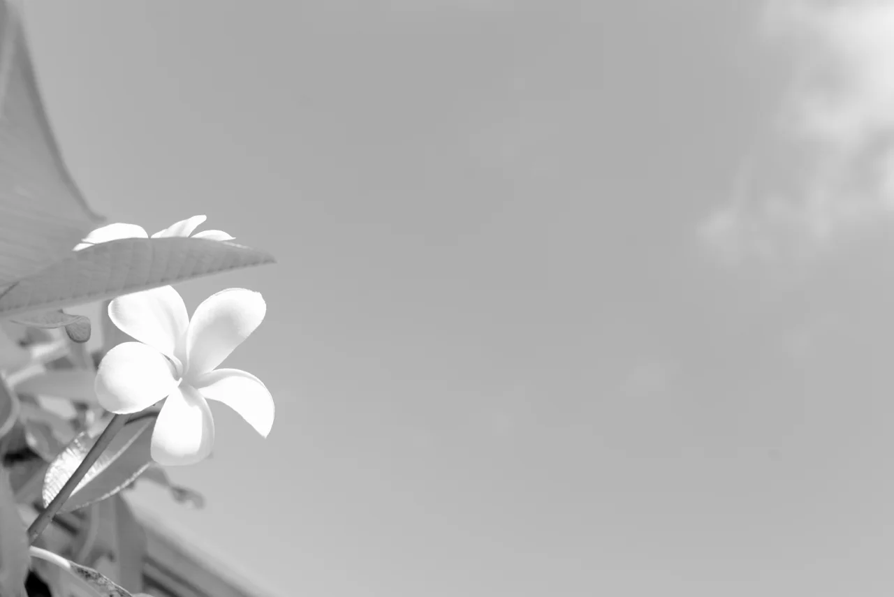 DSC_8471.jpg