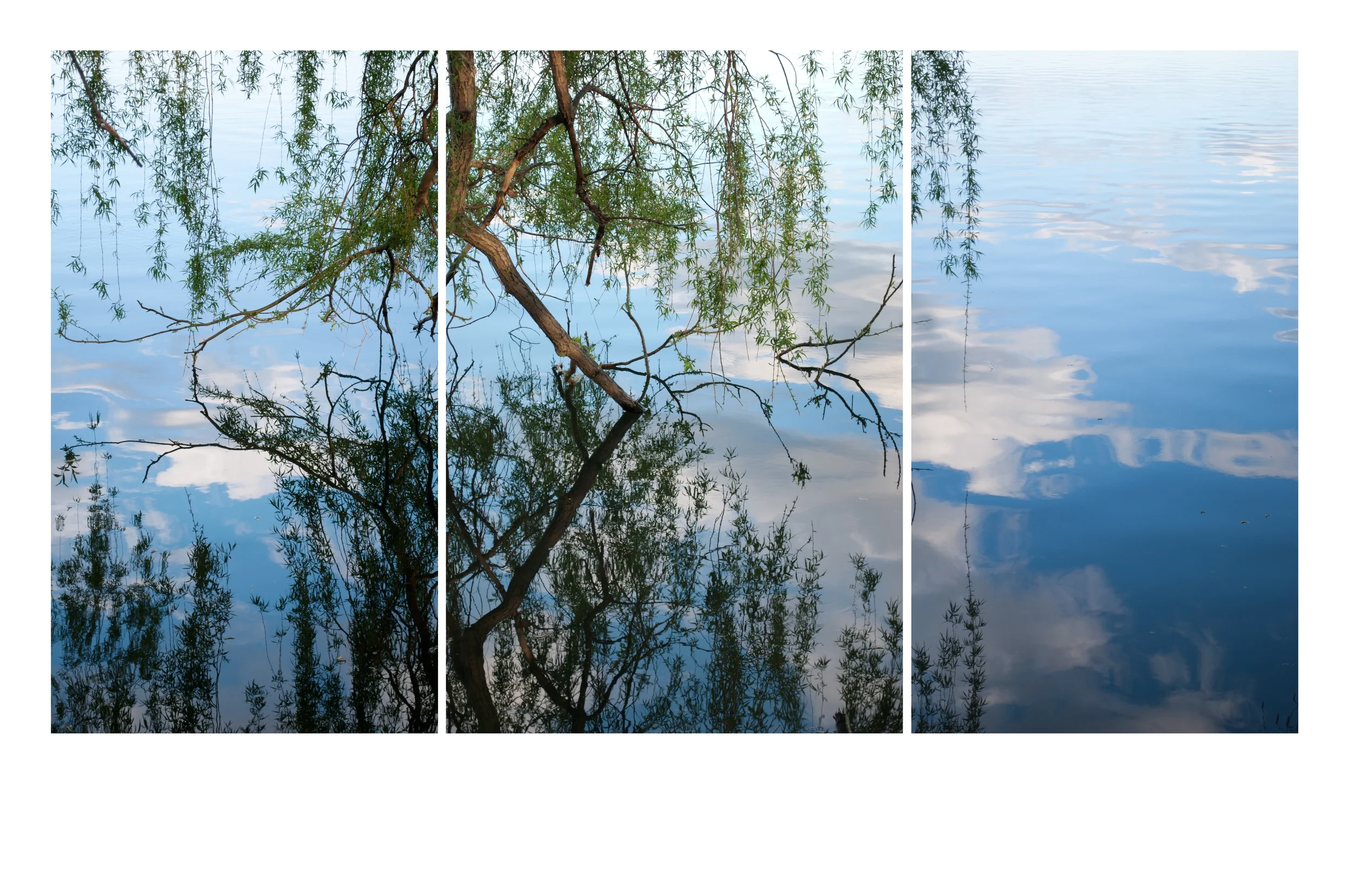Willowed Waters, Jamaica Plain MA