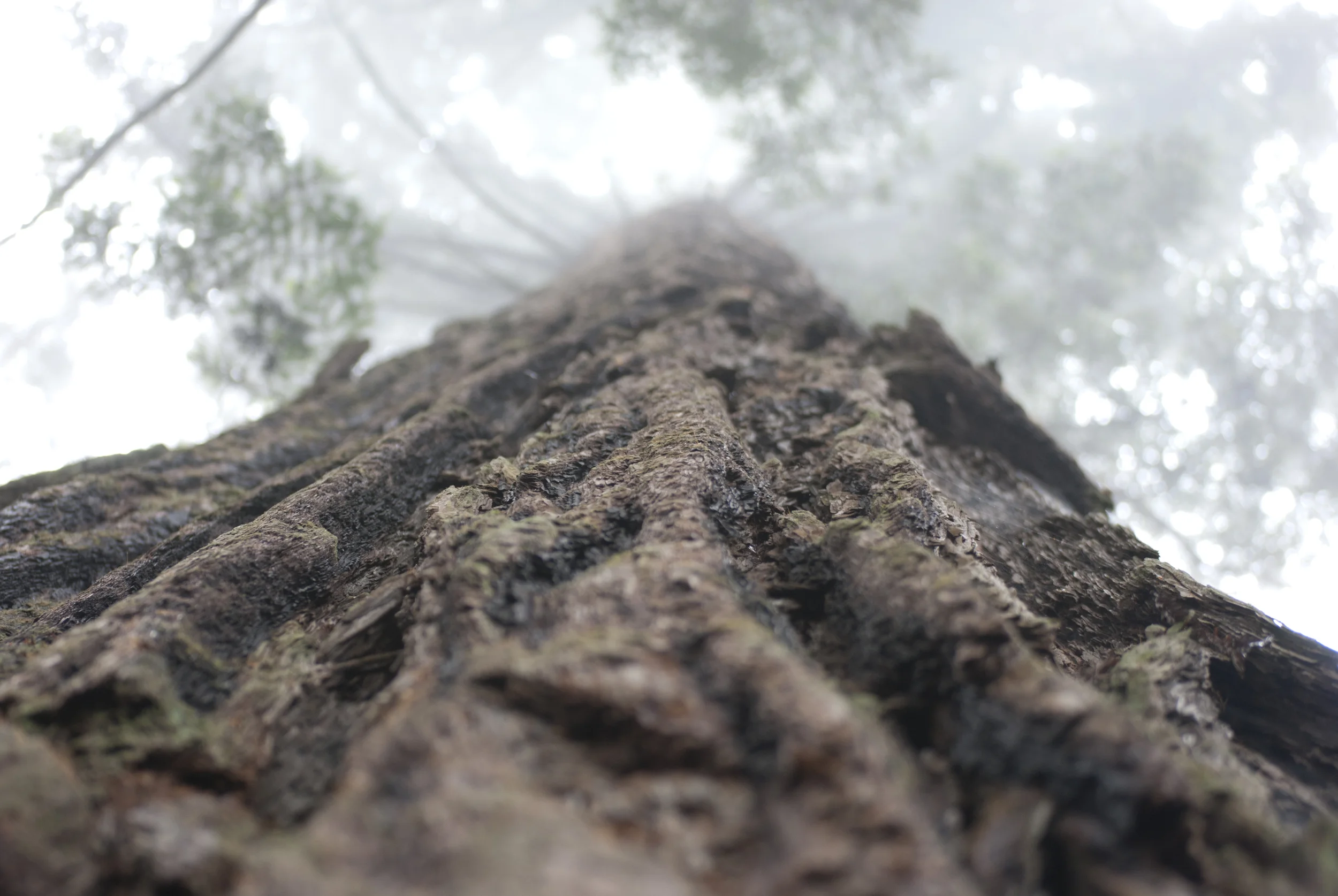 Redwood, Redwood National Forest