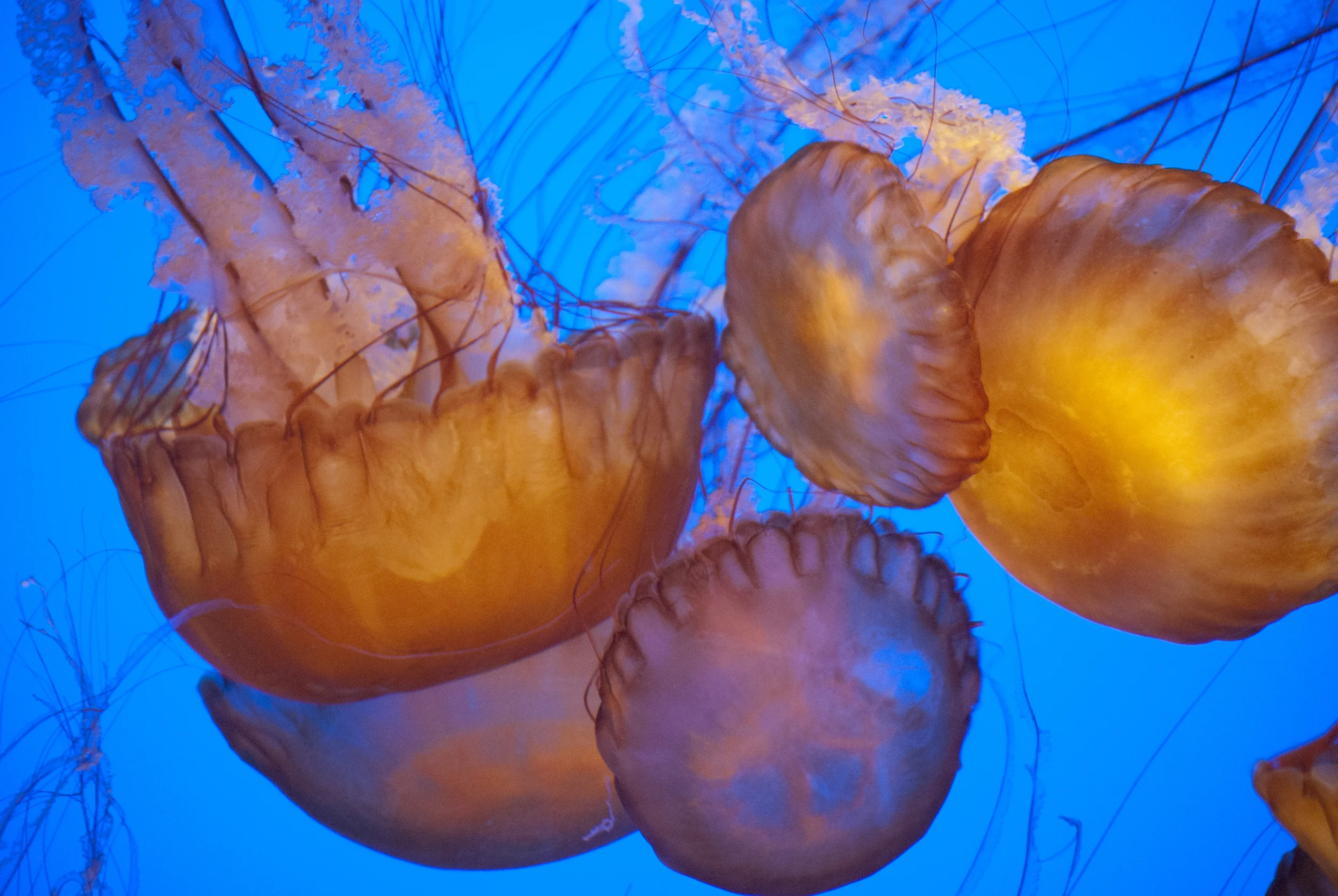 Jellyfish, Monterey Bay CA