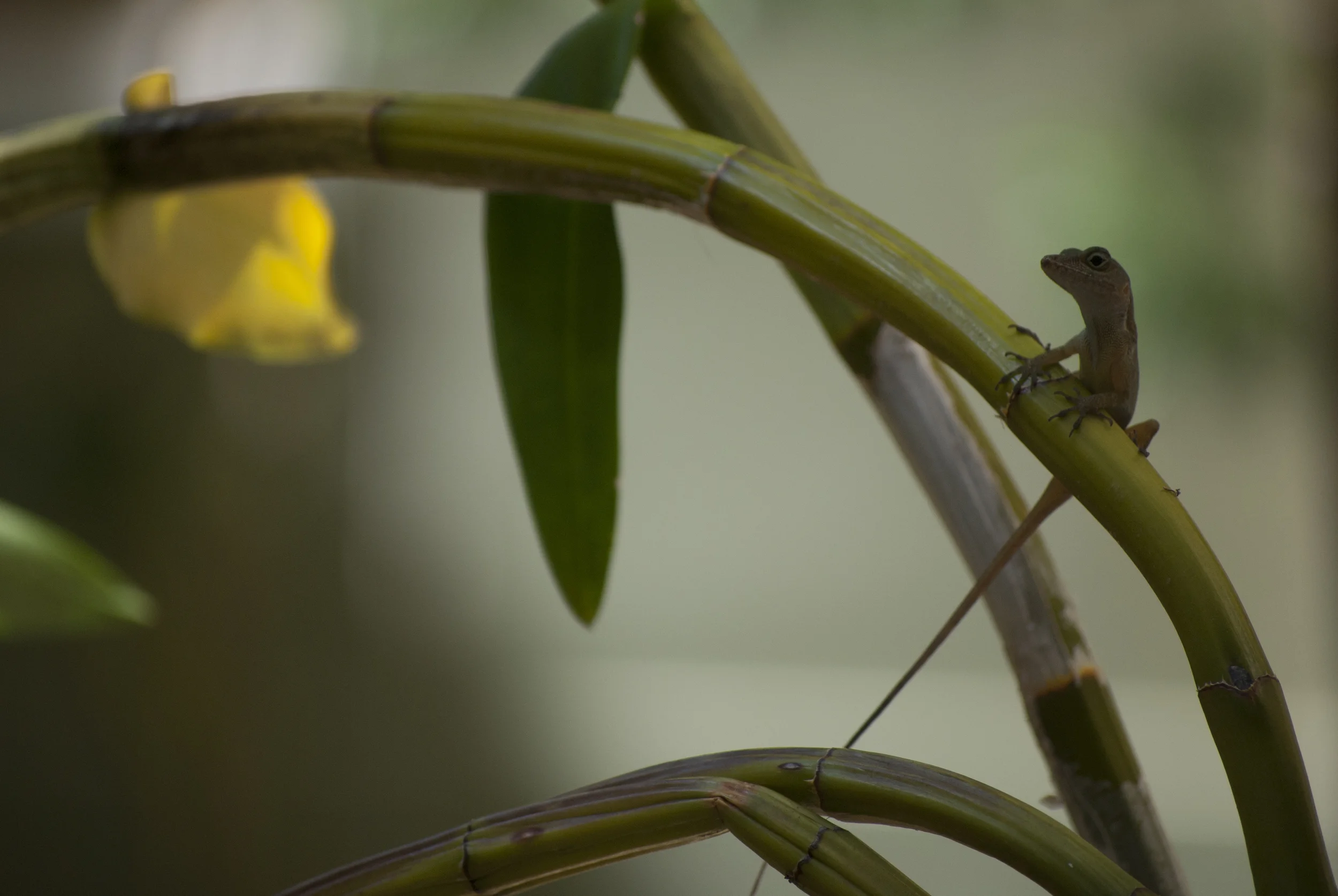 Lizard, Puerto Rico