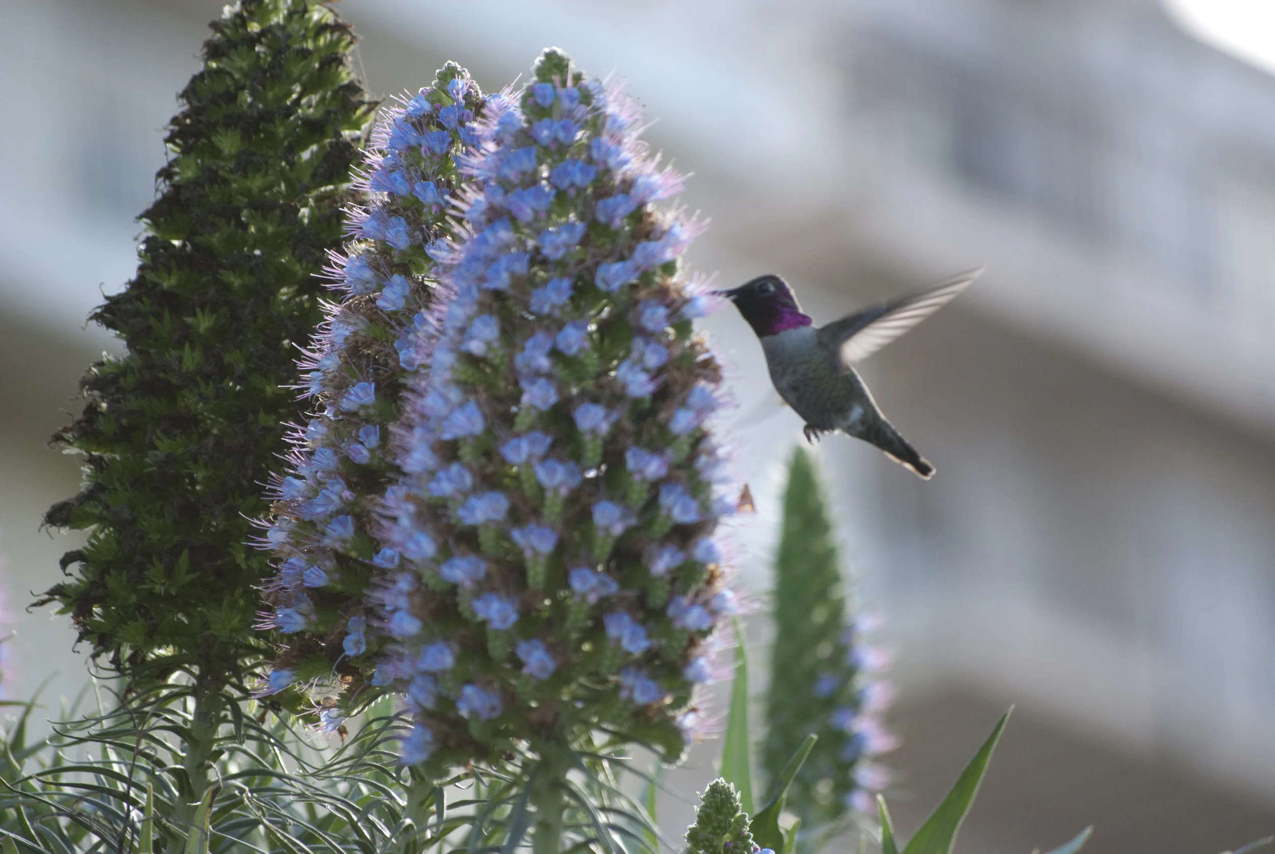 Hummingbird, San Francisco