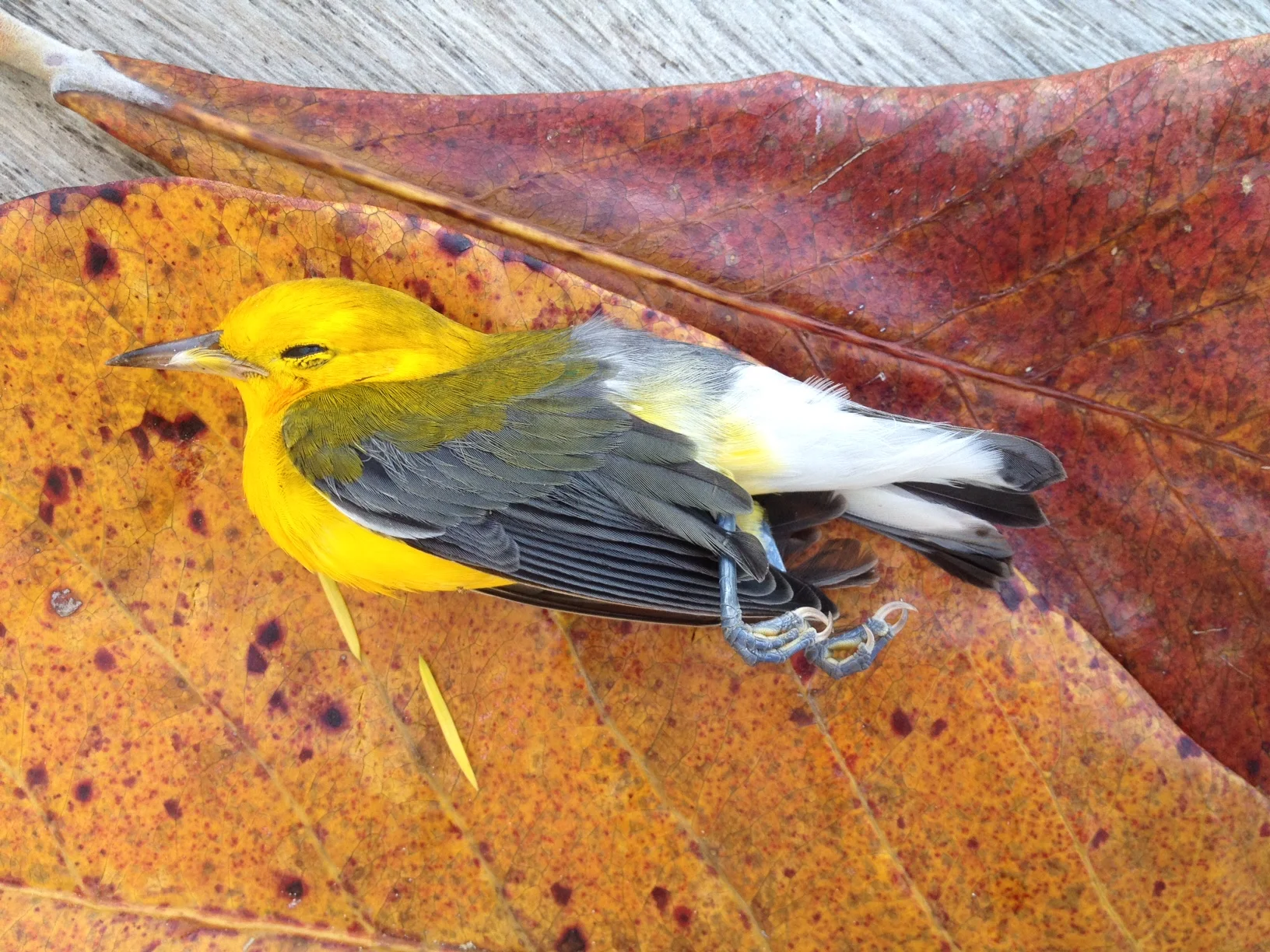 Our dear bird friend who died before yoga class. 