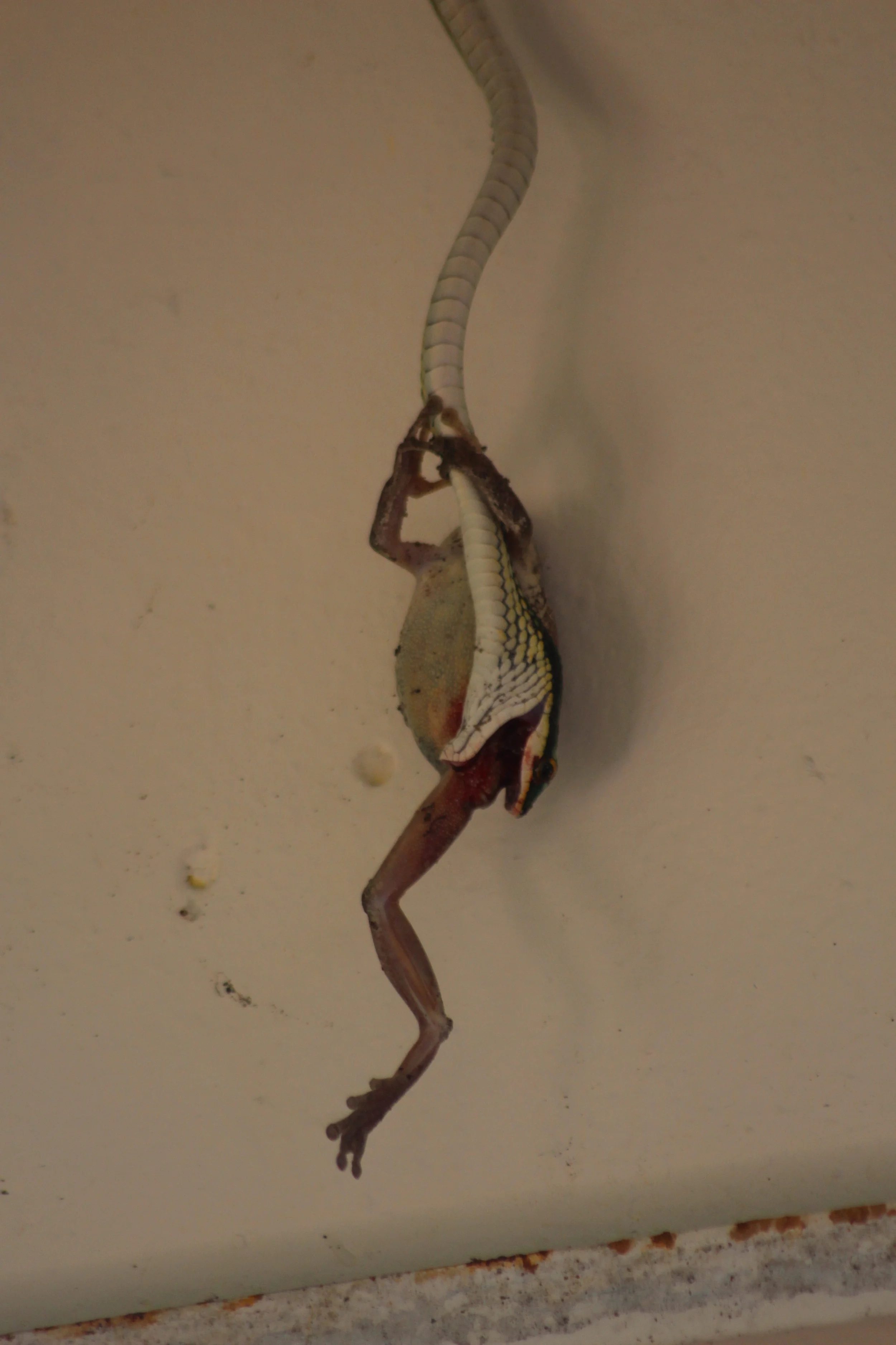 The frog wrestles with the snake. He put up such a strong fight! 