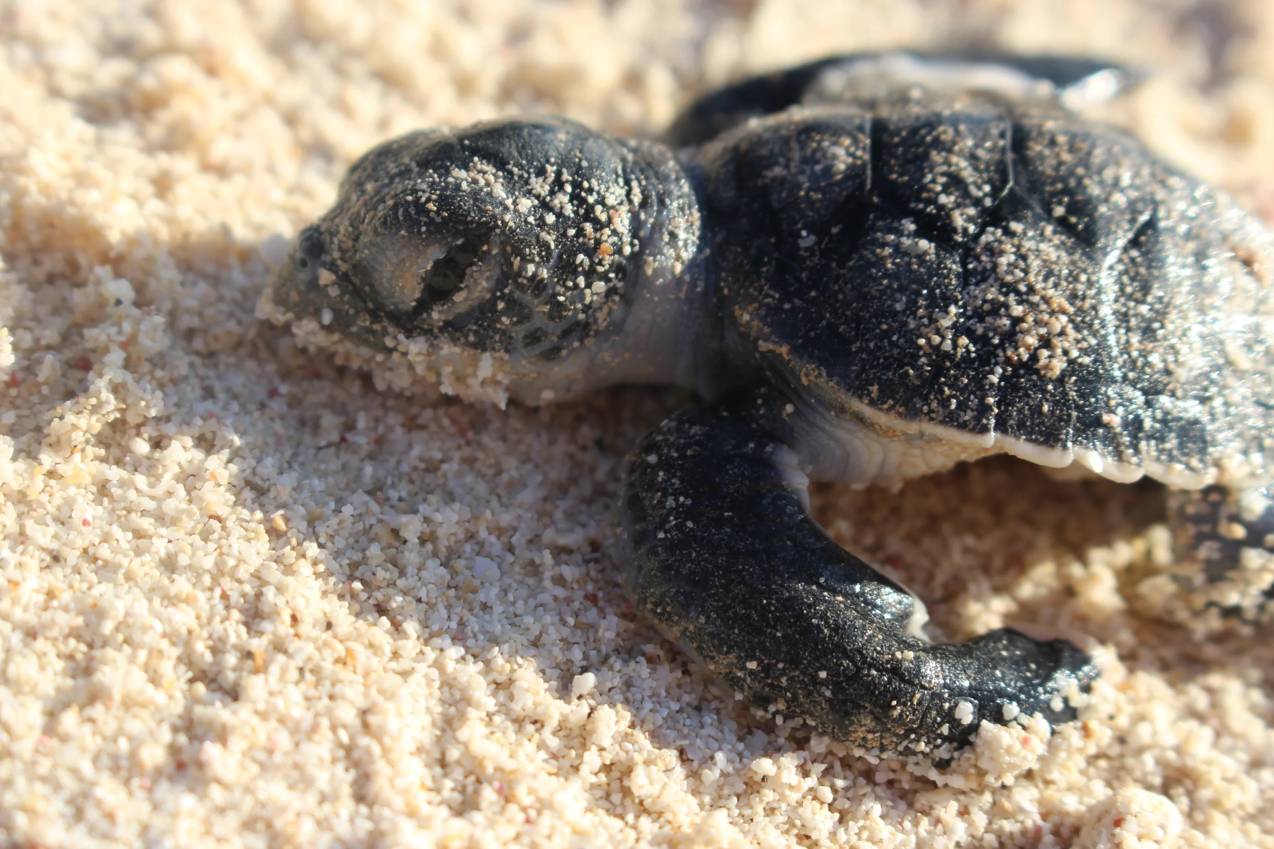 The last moments of life for this baby sea turtle in Akumal. 