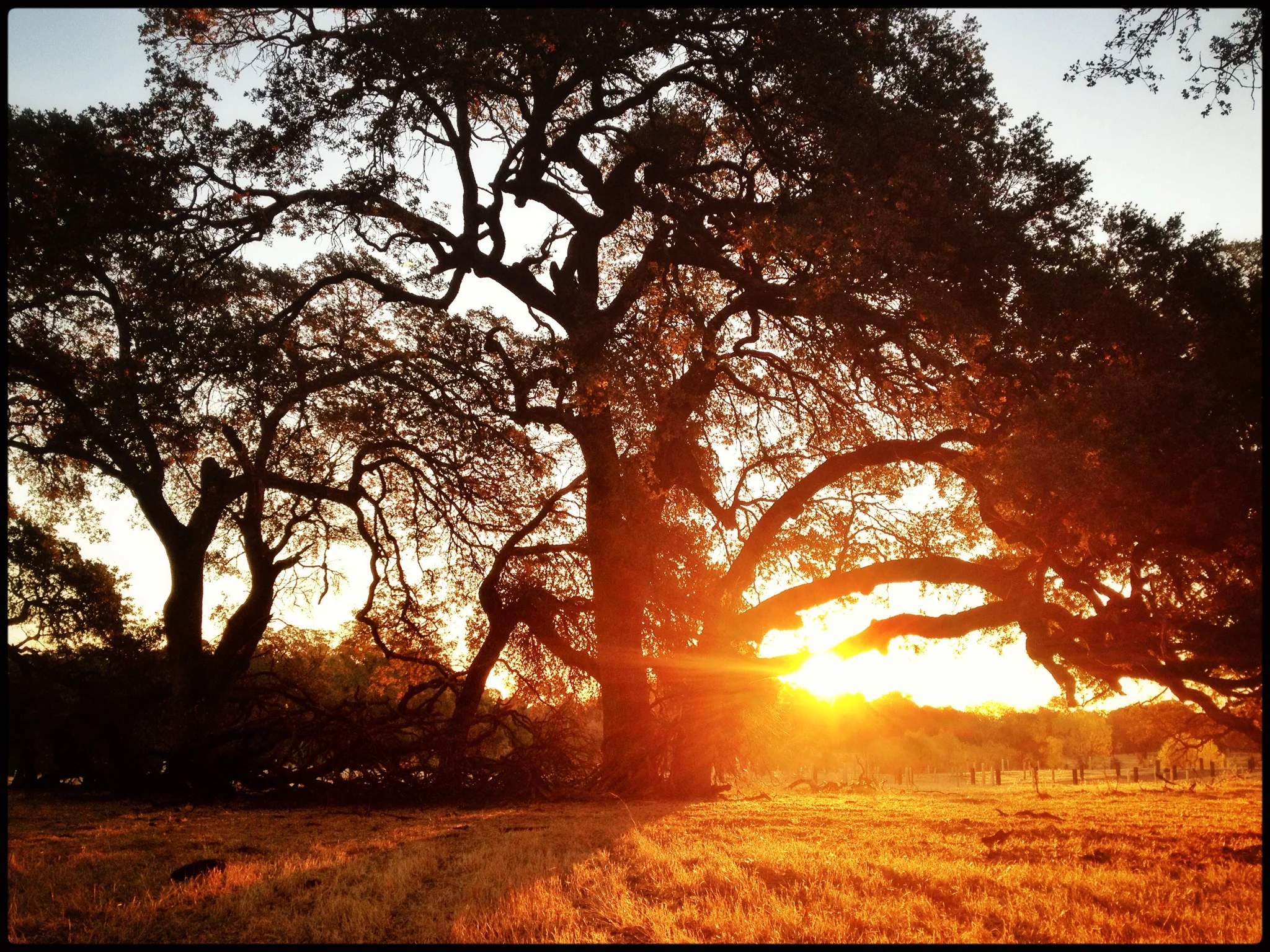 Sunrise Oak - Roseville, CA