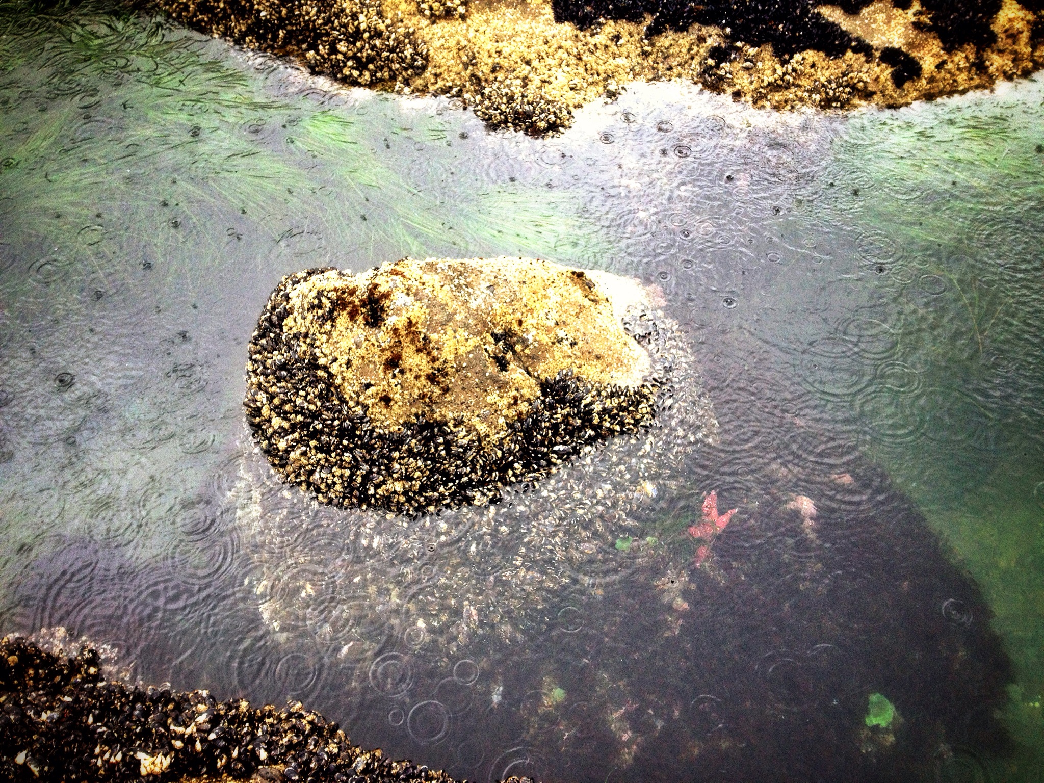 Rainy Tide Pool - Fogarty Beach State Park, OR