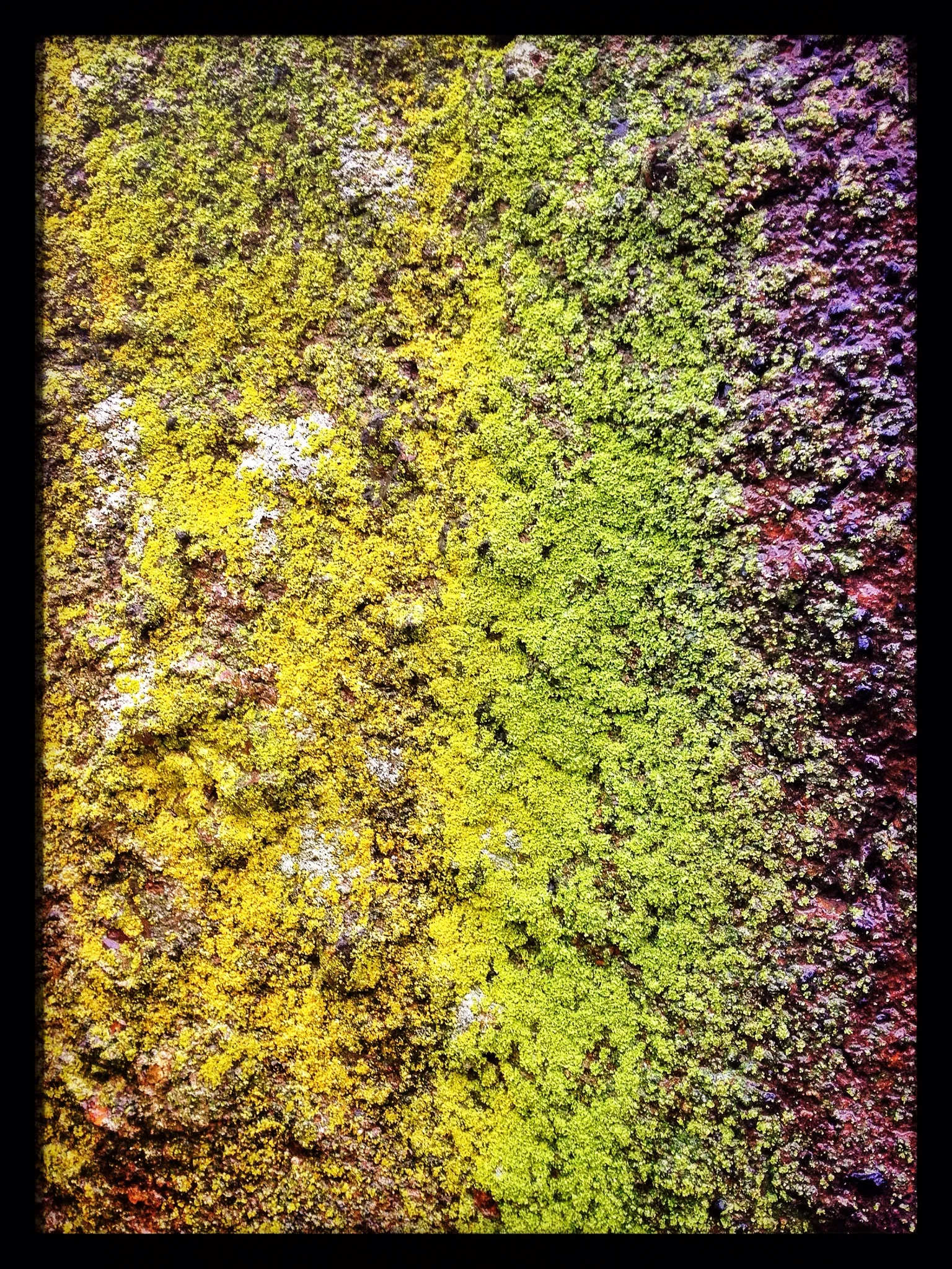 Mossy Mosaic - Fogarty Beach State Park, OR