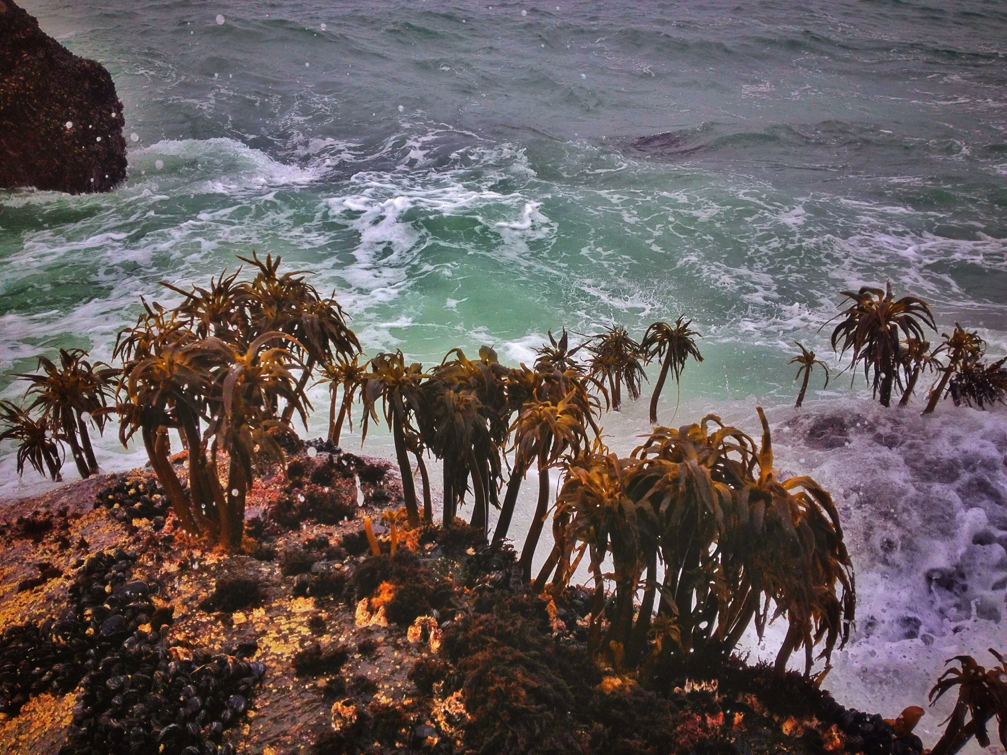 Oregon's Palms - Fogarty Beach State Park