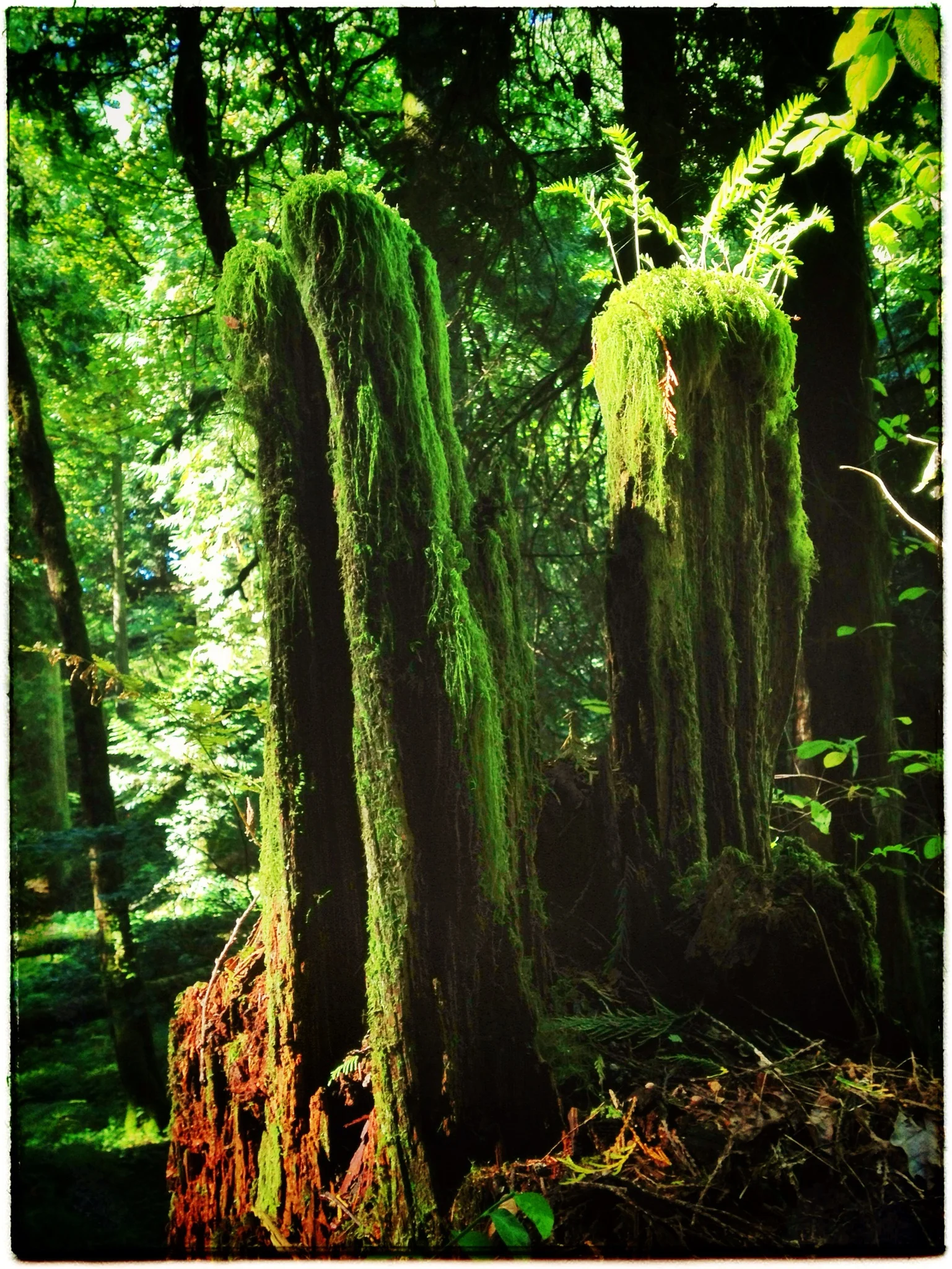 Mossy Towers - Powell Butte, Gresham, OR