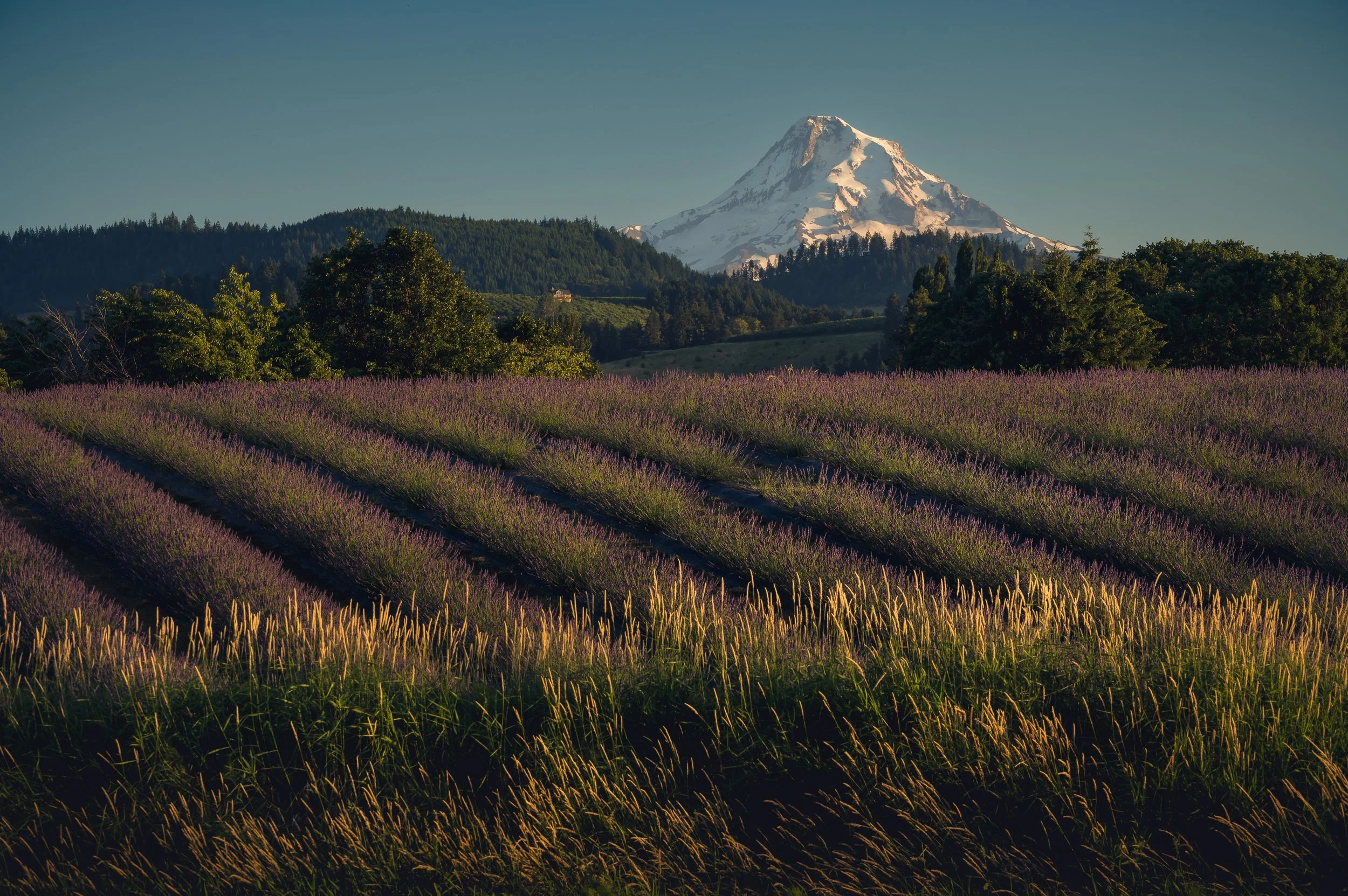 SP-HQ-2024-07-07 - 627954-Edit.jpg