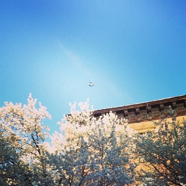 Blossom and blue skies! Spring arrived!