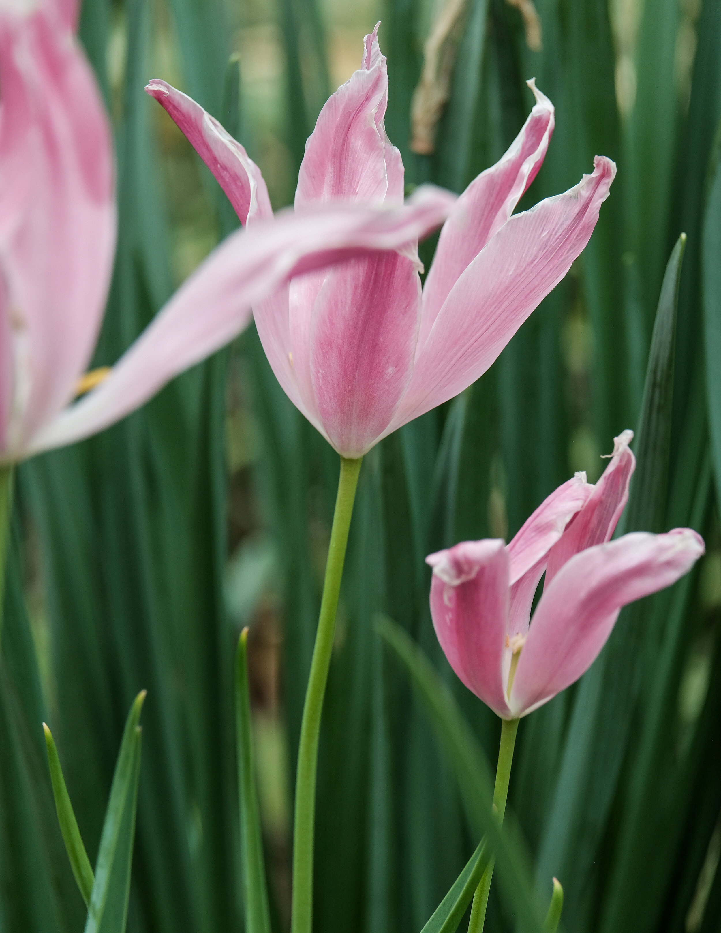 DSCF3644 pink and green.jpg