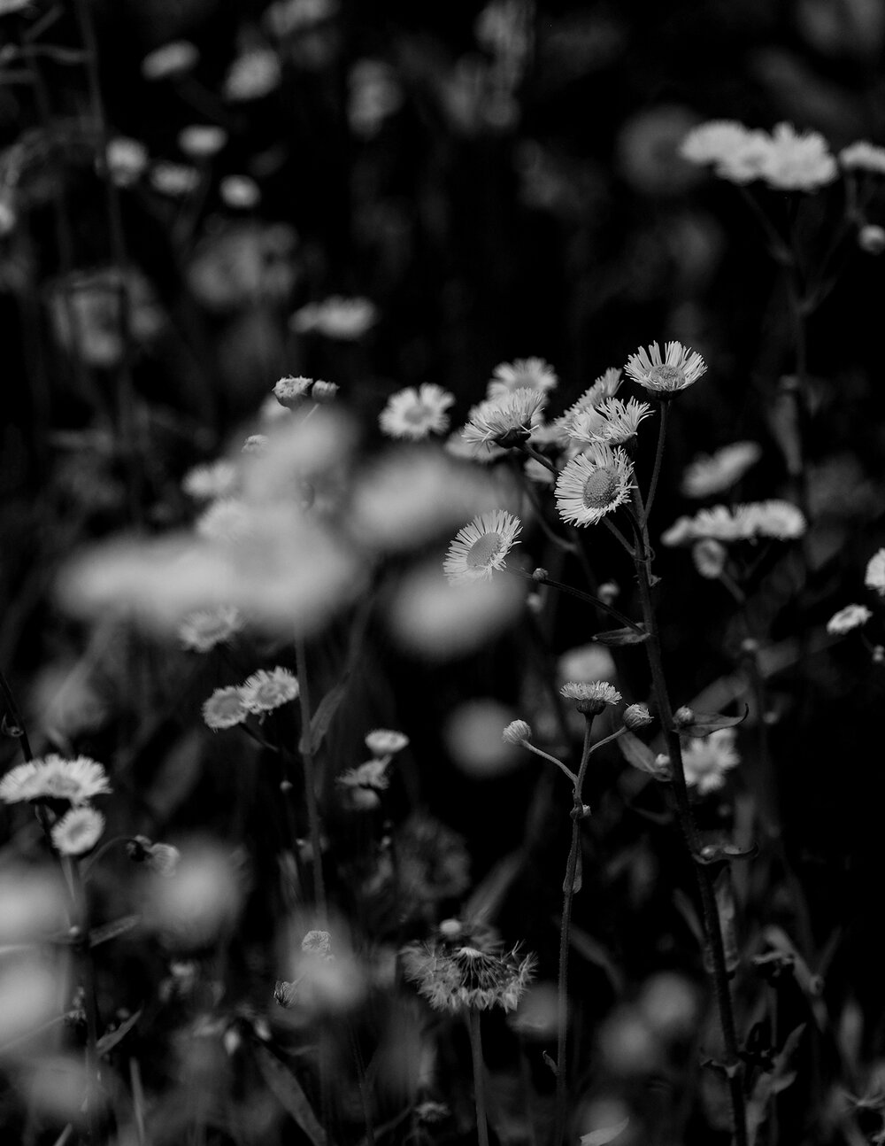 DSCF3619 black and white flowers WEB.jpg