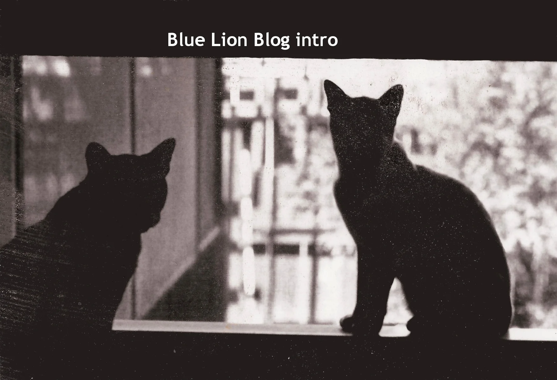 Blue Lion Blog Intro