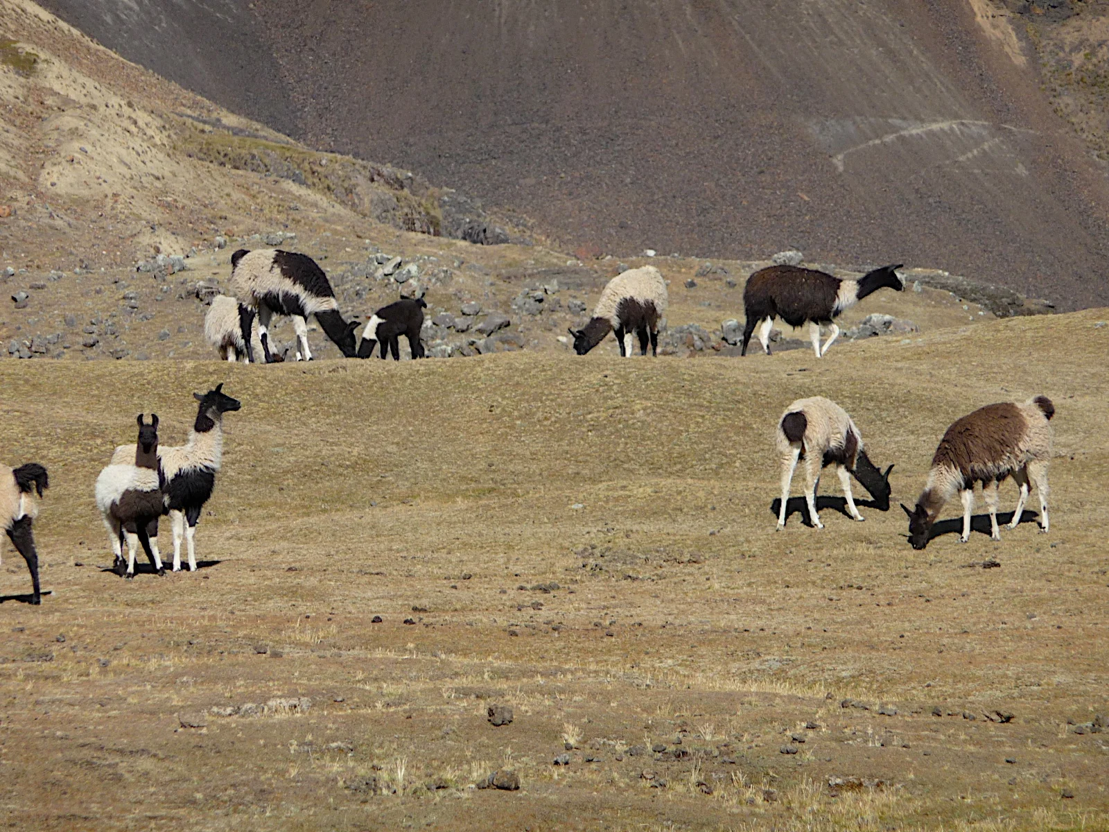 P1000804.jpg