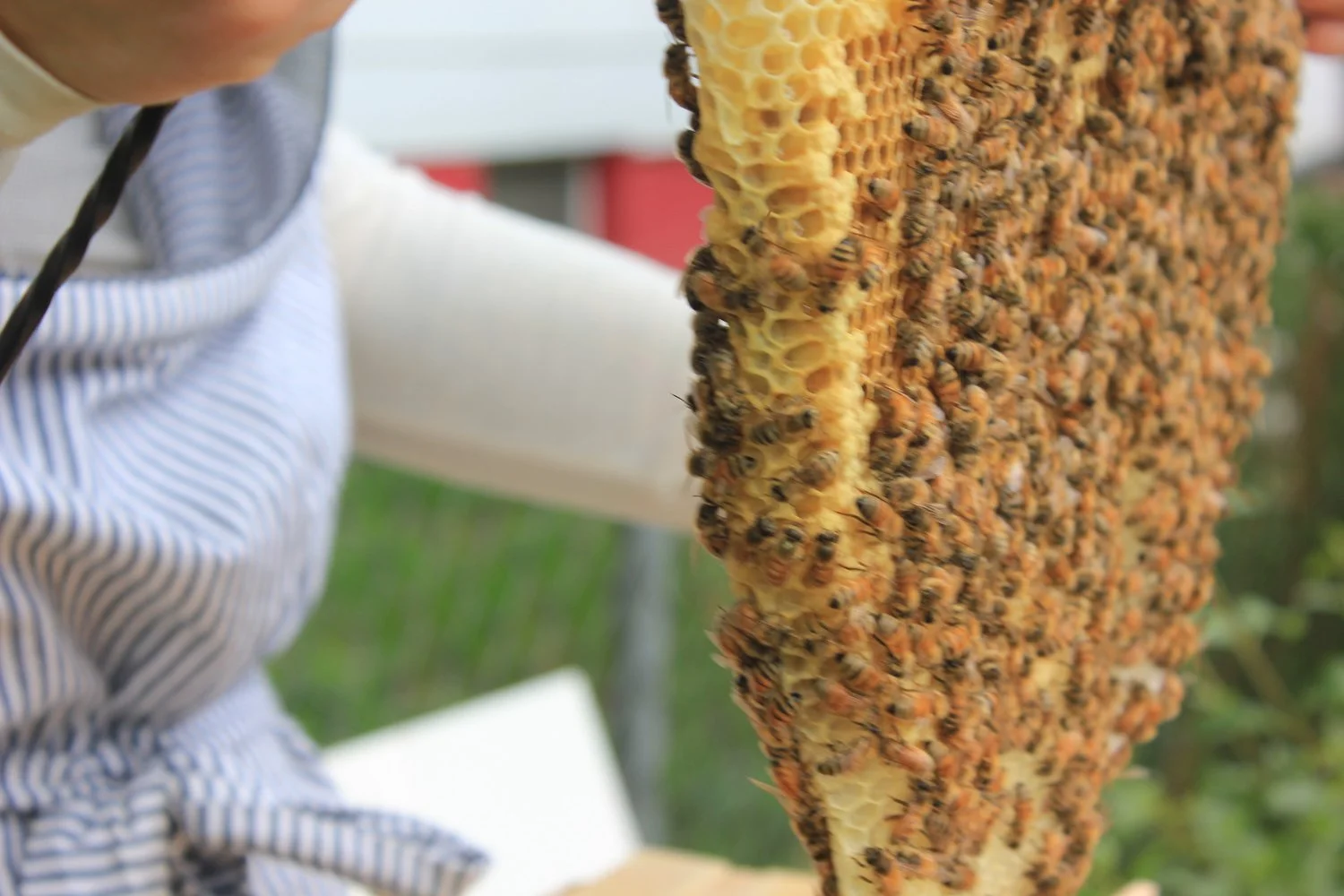 Beekeeping I: Bees, Hives & Honey Class — Denver Tool Library | Lending ...