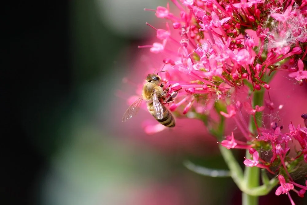 Beekeeping Classes Hives & Bee Basics — Denver Tool Library Lending
