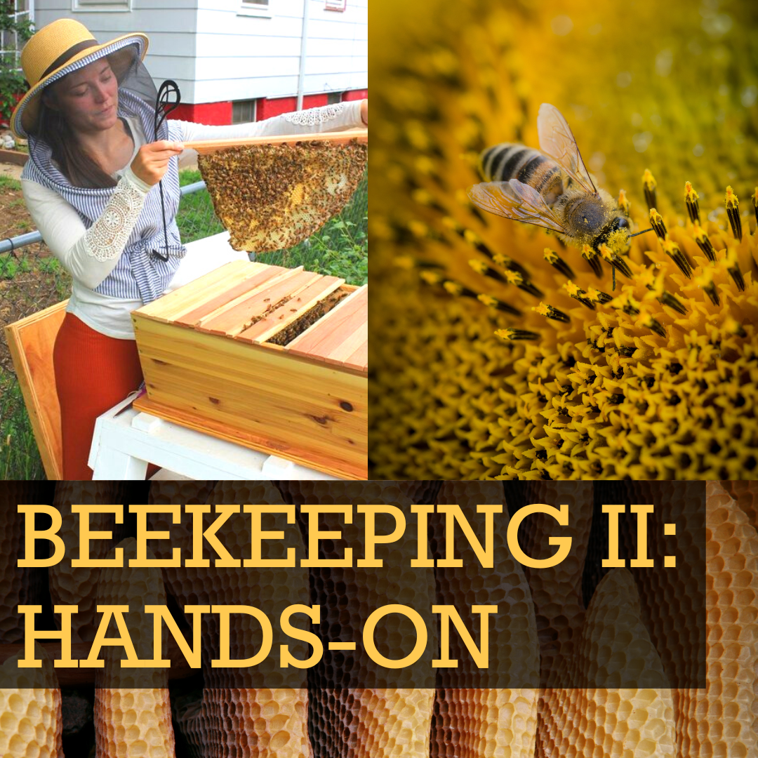 Beekeeping II HandsOn Hives Class — Denver Tool Library Lending