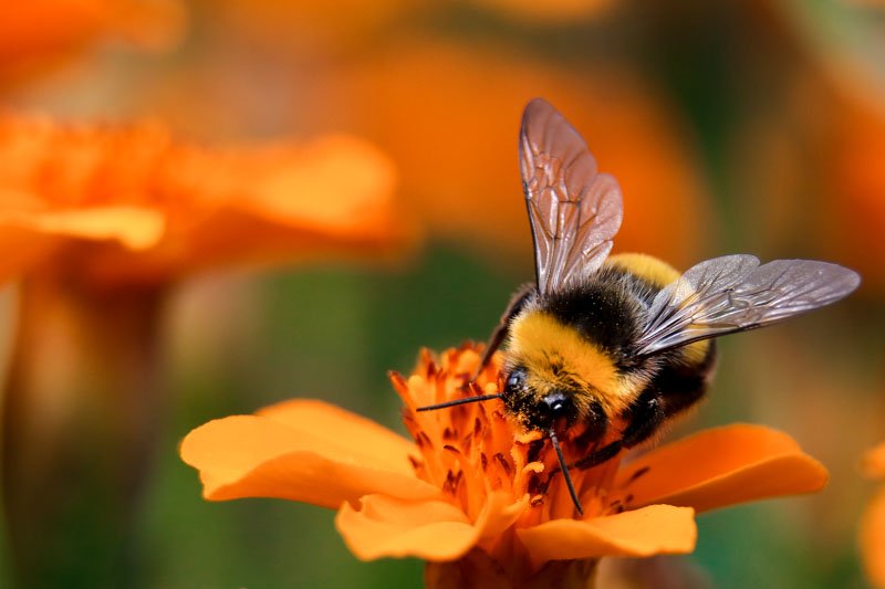 bumble-bee (1).jpg