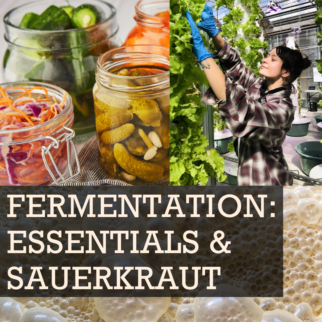 Brand New Class! Fermentation: Essentials &amp; Sauerkraut
