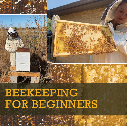 Become a Beekeeper: 8 Steps to Getting Started with Honeybees • The Prairie  Homestead