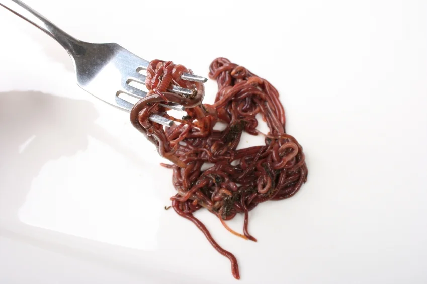 Squishy, slimy, salty, wiggly, like spaghetti that's alive... there are plenty of ways to make eating worms sound truly YUCKY