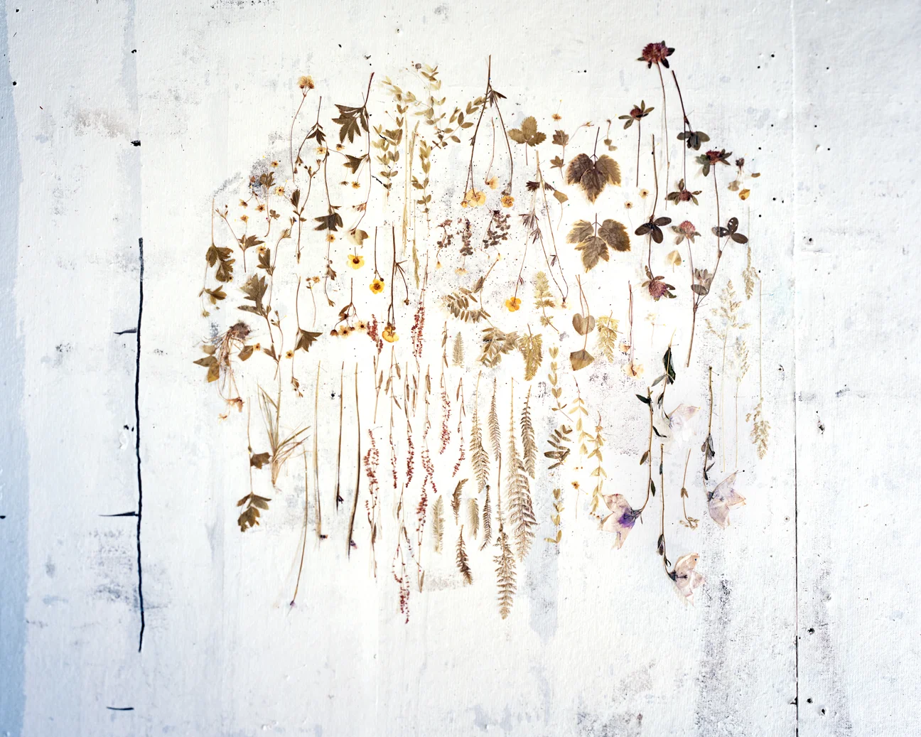 Pressed Flowers 1978-2013