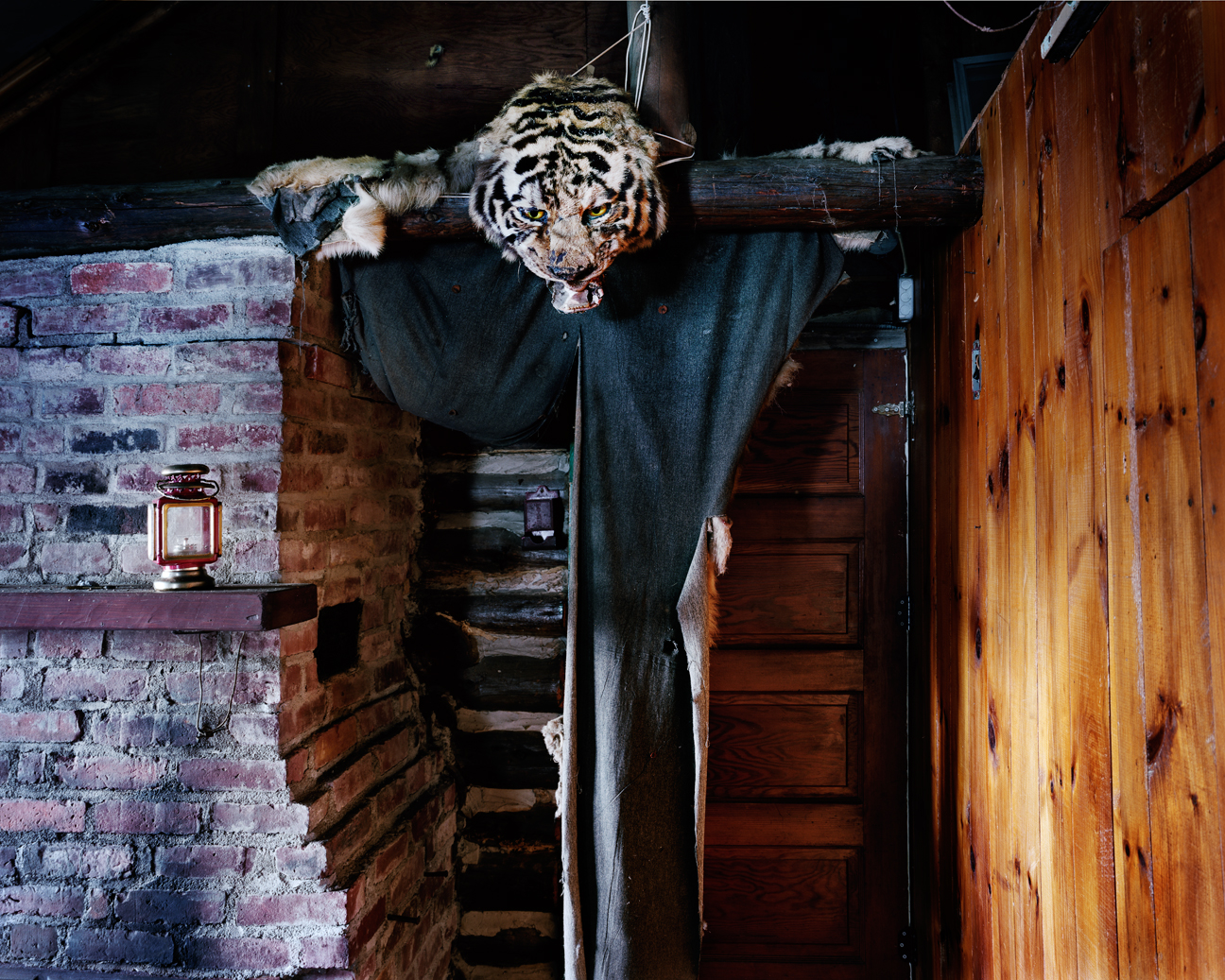 Tiger, Linconville Maine