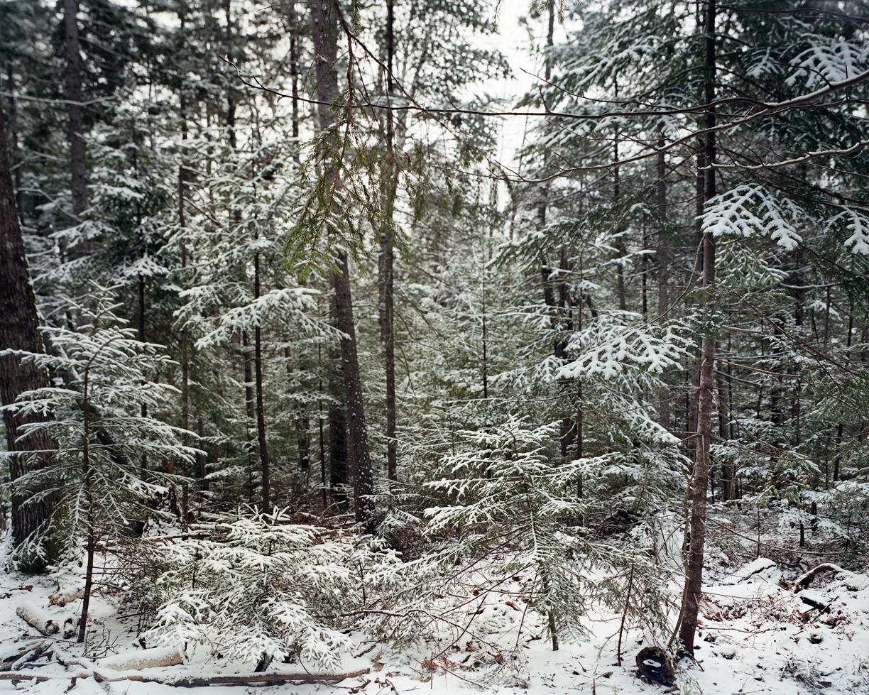 Winter Wood Road