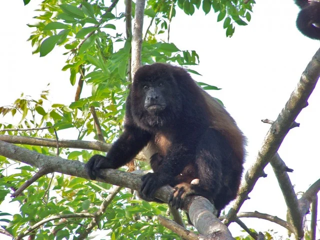 Antibiotic Resistance Among Wildlife