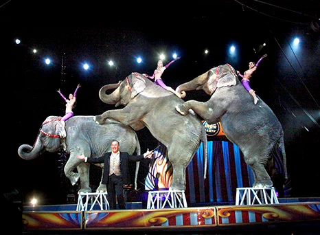 Elephants Retire Early