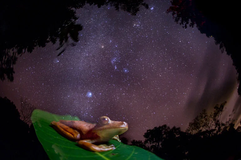 Frogs That Escaped Extinction