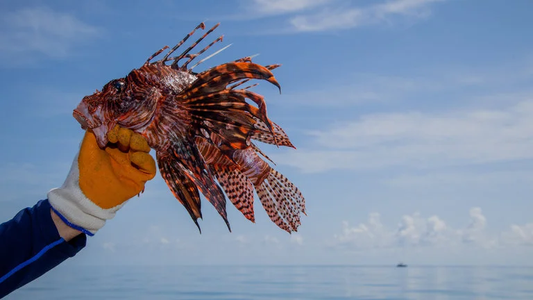 Florida Needs a New Lionfish King or Queen. It Could be You.