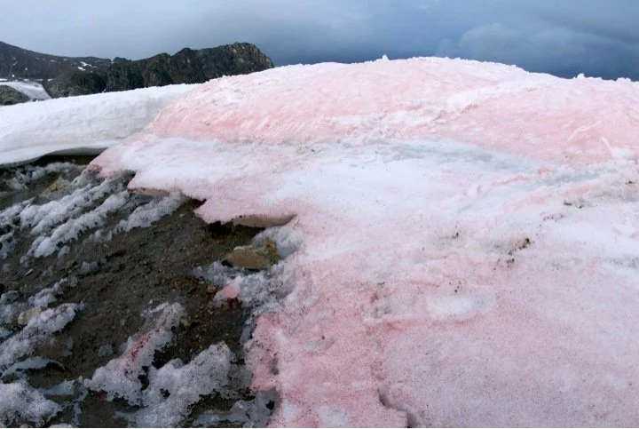 Watermelon Snow: Not Edible, But Important for Climate Change