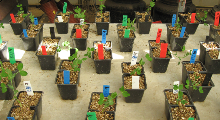 Lacking Brains, Plants Can Still Make Good Judgments