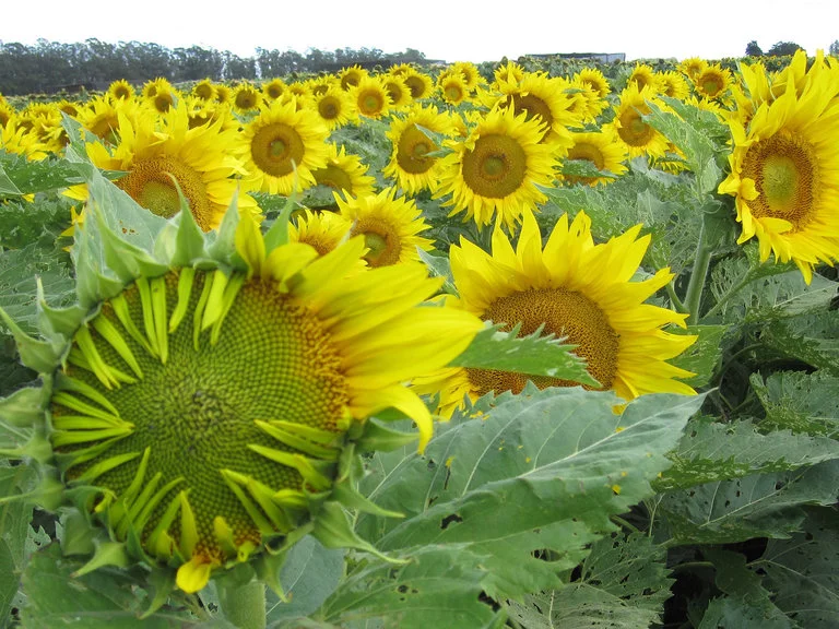 How Sunflowers Follow the Sun, Day After Day