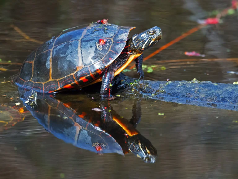 Some Turtles See Red Better Than You Do