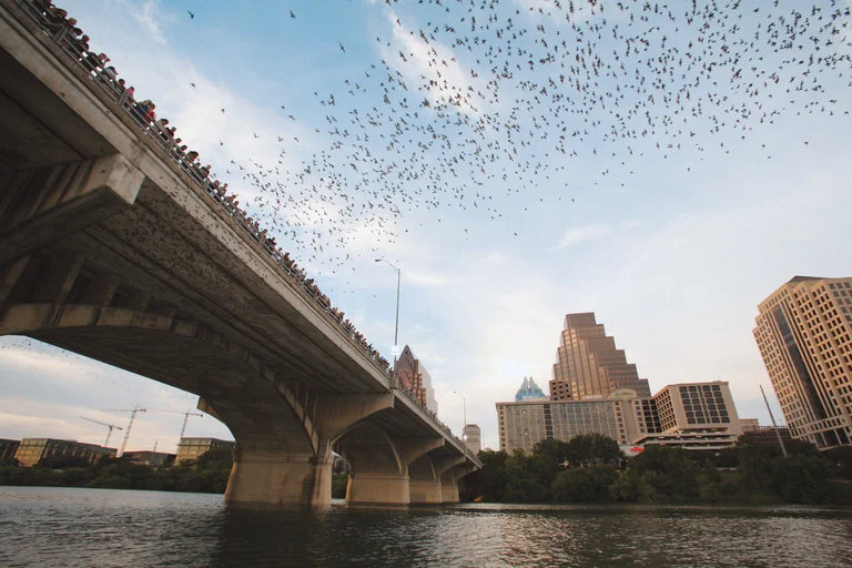 A Summer Evening in Texas Isn’t Complete Without a Bat Show