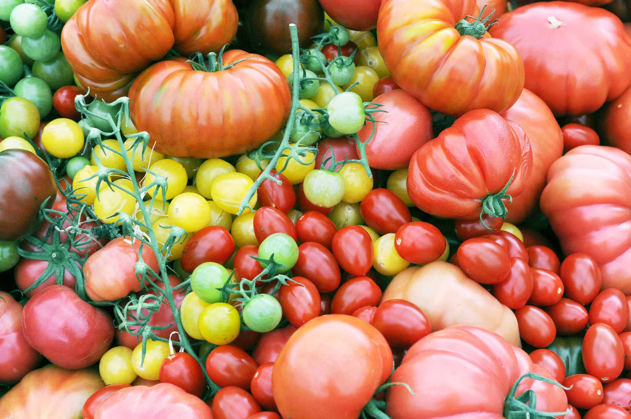 In Refrigerators, Tomatoes Lose Flavor at the Genetic Level