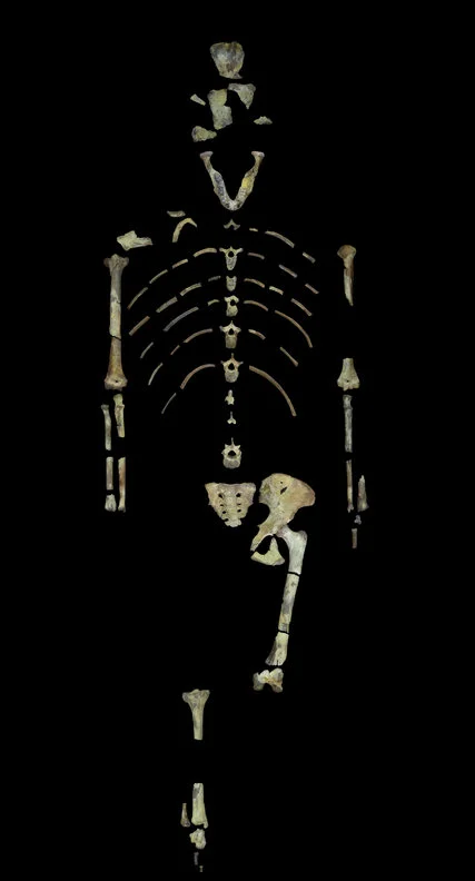 Study Suggests 3.2 Million-Year-Old Lucy Spent a Lot of Time in Trees