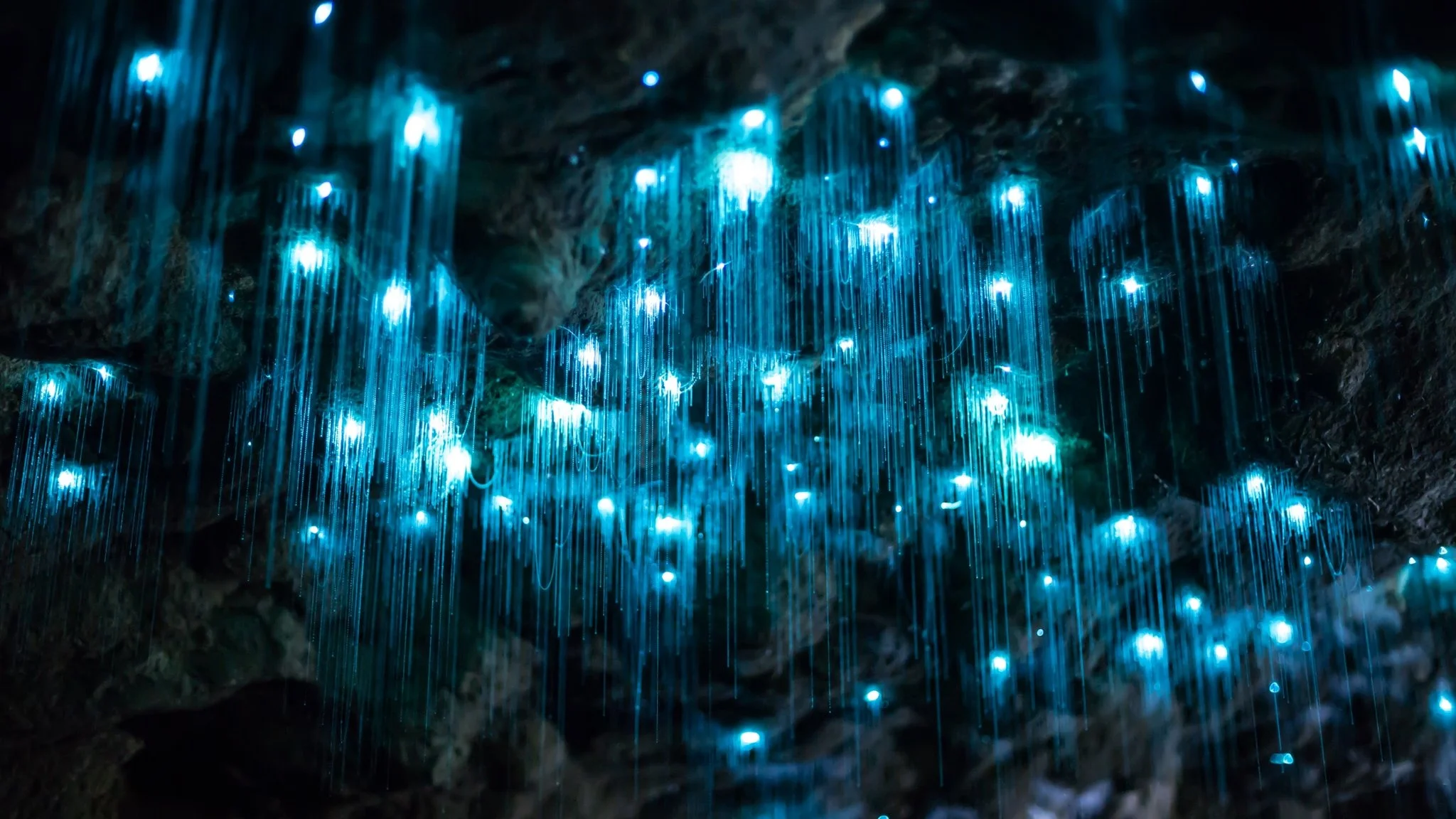 The Gooey Details Behind a Glow Worm’s Starry Night Illusions