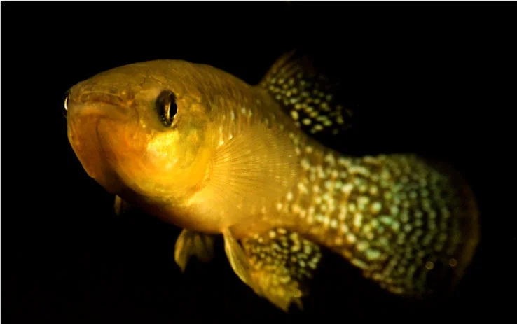 Rapid Evolution Saved This Fish From Pollution, Study Says