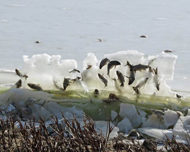How Some Frolicking Fish Got Stuck in a Moment